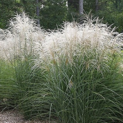 Graziella Maiden Grass 3-5G