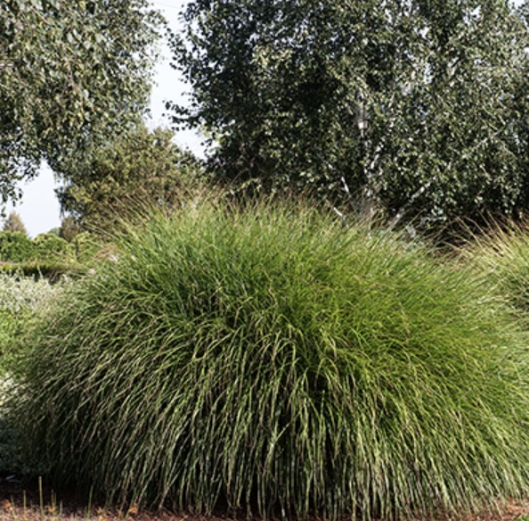 Maiden Grass 1G