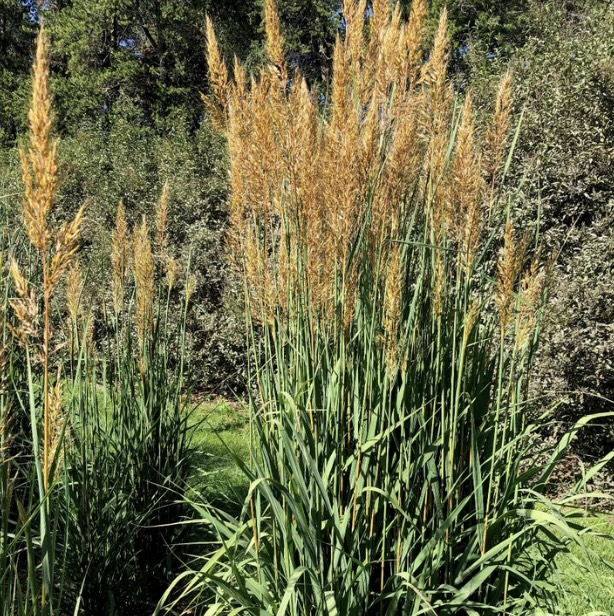 Golden Sunset Indian Grass 3-5G