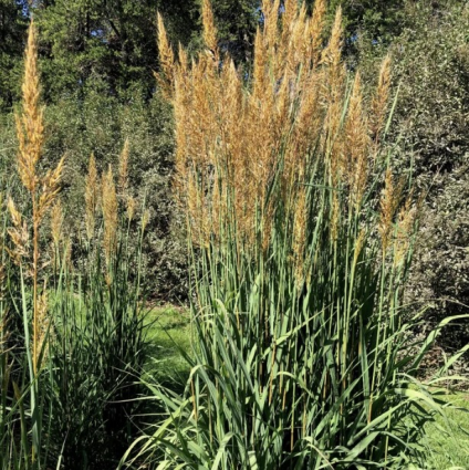 Golden Sunset Indian Grass 3-5G