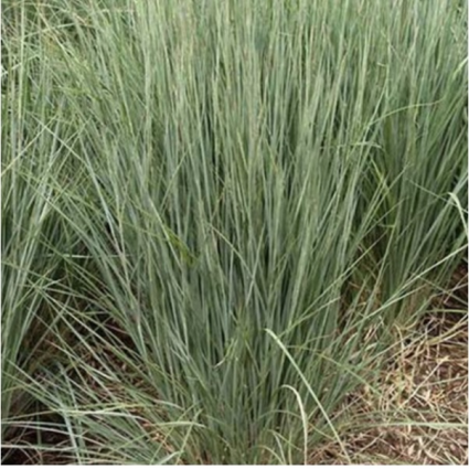 The Blues Little Bluestem Grass 1G