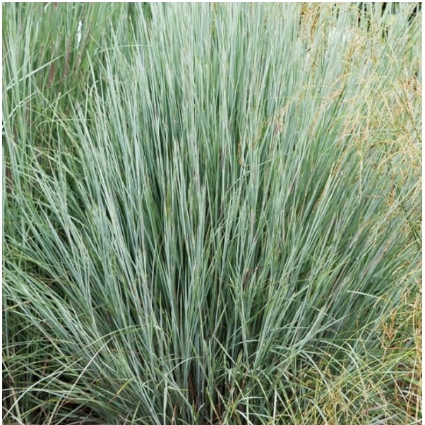 Prairie Blues Little Bluestem Grass 2G