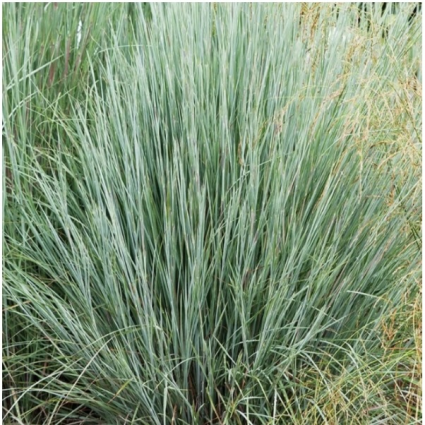 Prairie Blues Little Bluestem Grass 2G