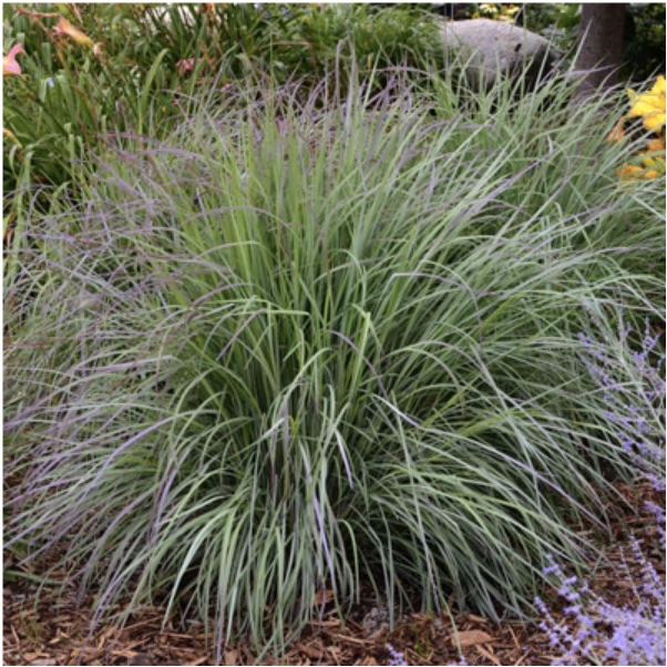 Twilight Zone Grass 1G