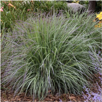 Twilight Zone Grass 1G
