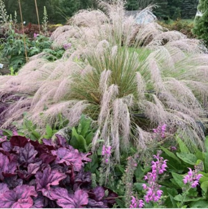 Undaunted Ruby Muhly Grass 1G