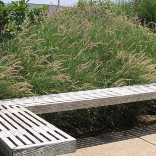 Karley Rose Grass 2G