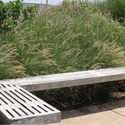 Karley Rose Grass 2G