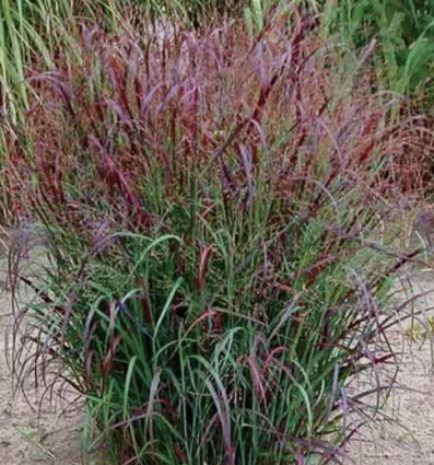 Red Switch Grass 1G