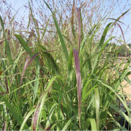 Shenandoah Switch Grass 3-5G