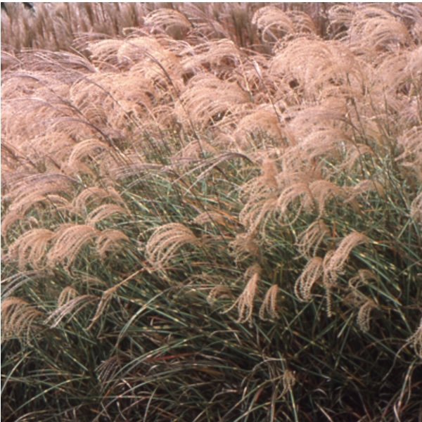Little Zebra Grass 1G