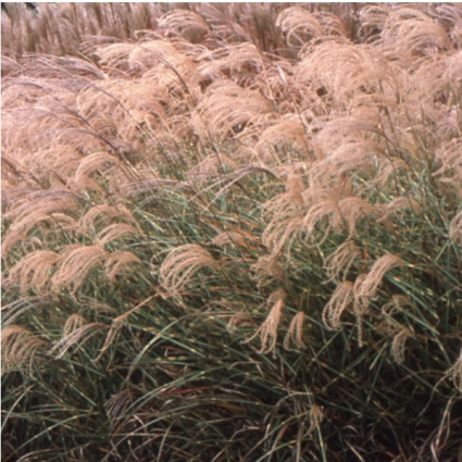 Little Zebra Grass 1G