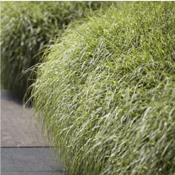 Zebra Grass 3-5G