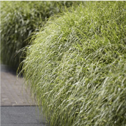 Zebra Grass 3-5G