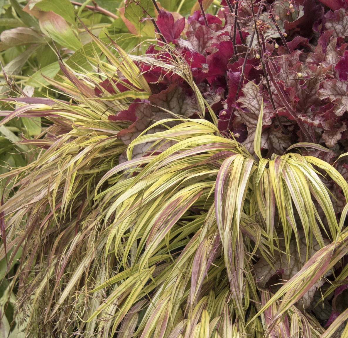 Golden Japanese Forest Grass 8"