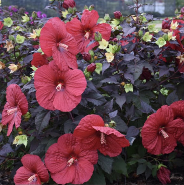 Summerific&reg; 'Holy Grail' Rose Mallow Hibiscus hybrid 3G