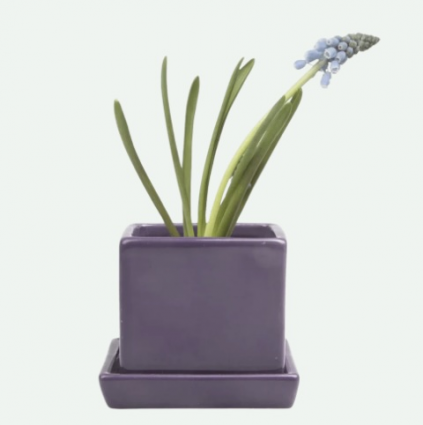 Ultra Violet Cube Pot with Saucer 3"