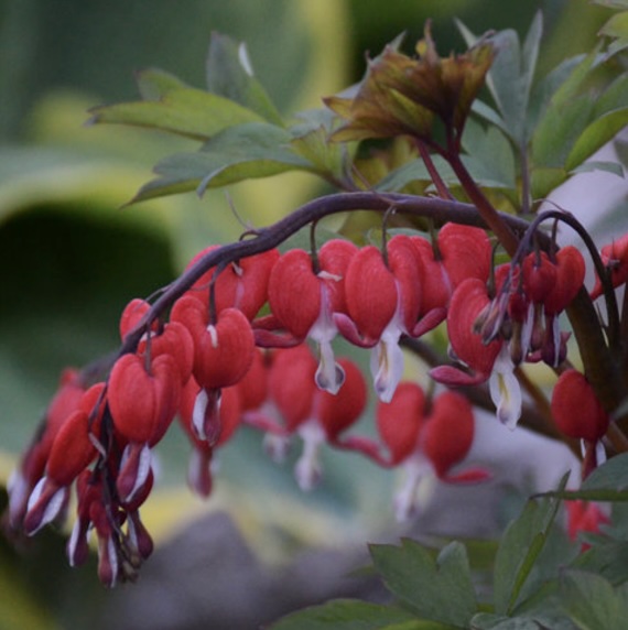 Valentine Bleeding Heart 2G