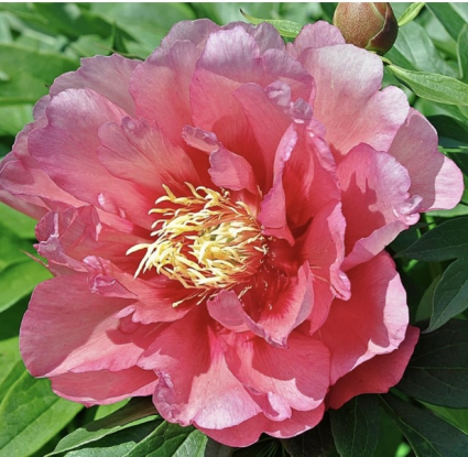 Itoh Peony 3-gal