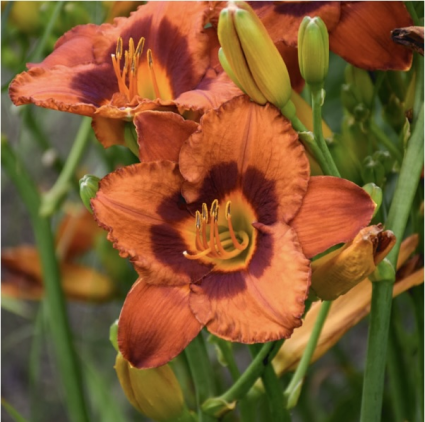 Mighty Chestnut Daylily 3G
