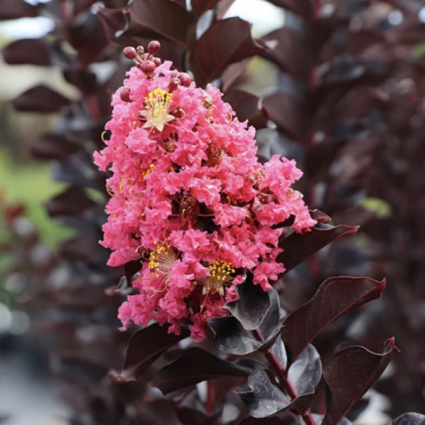 Thunderstruck Coral Boom Crape Myrtle 5G