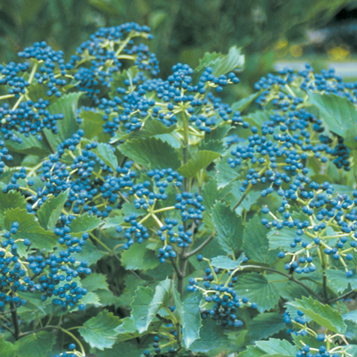 Blue Muffin Viburnum 3-5G