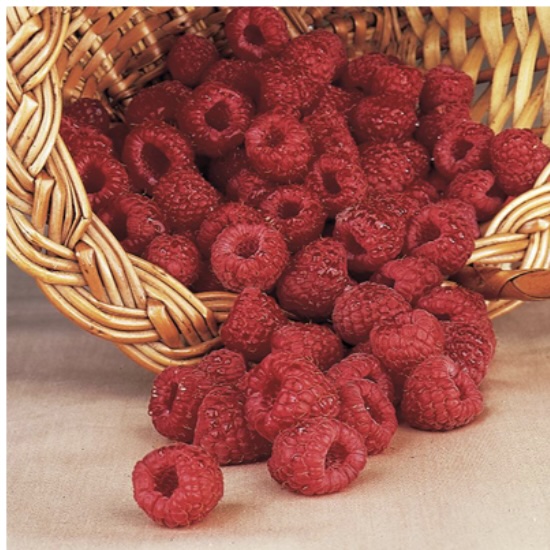 Assorted Raspberry 3G