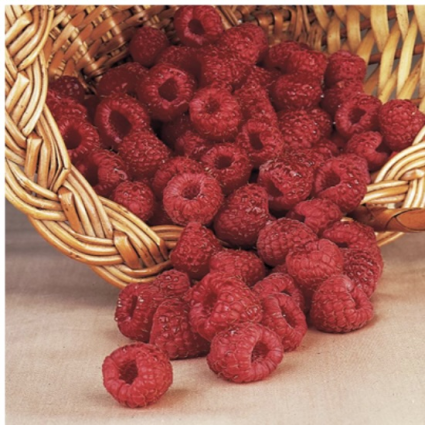 Assorted Raspberry 3G