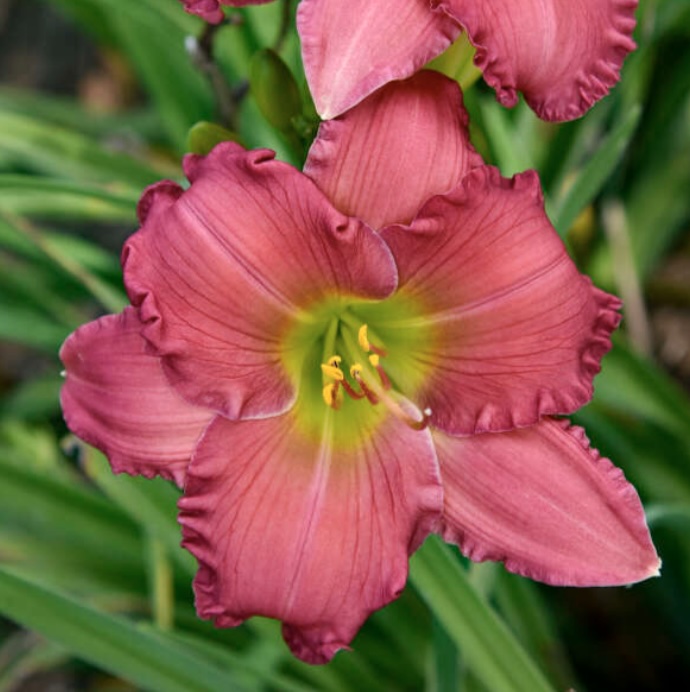 Passionate Returns Daylily 1G