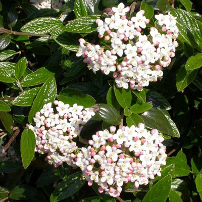 VIBURNUM, BURKWOOD 2 GALLON