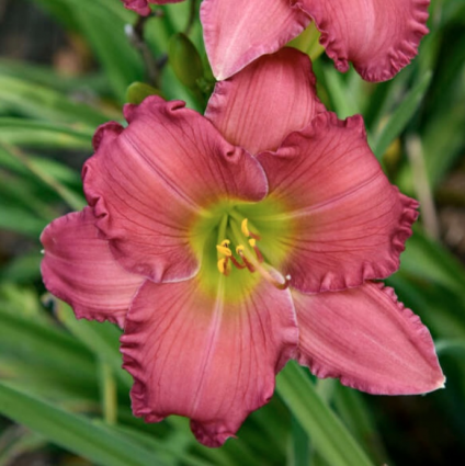 Passionate Returns Daylily 1G