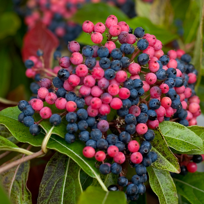 VIBURNUM, BRANDYWINE 2 GALLON