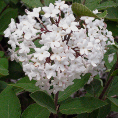 VIBURNUM, KOREAN SPICE 3-5 GAL