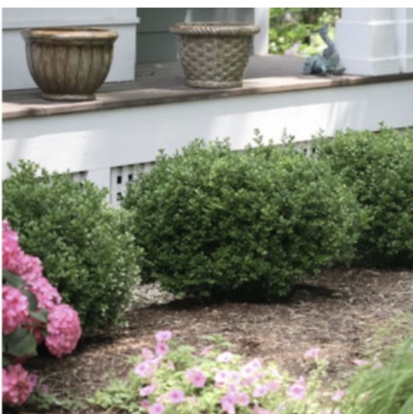Sprinter&reg; Boxwood 6-7G