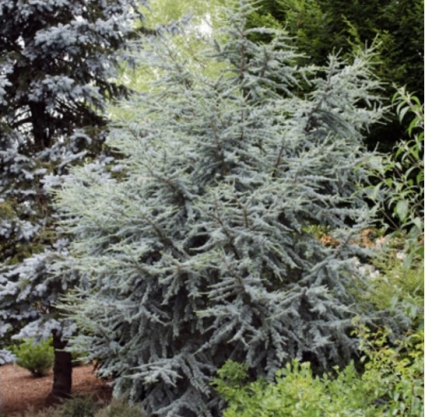 Horstmann Blue Atlas Cedar 20G