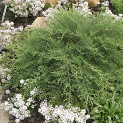 Celtic Pride Russian Cypress 3-5G