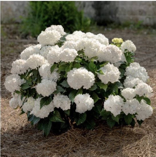 Dream Cloud&reg; Summer Hydrangea 3-5G
