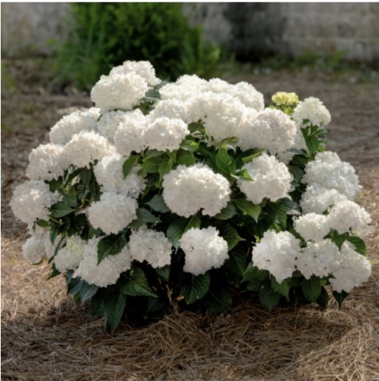 Dream Cloud&reg; Summer Hydrangea 3-5G