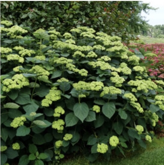 Invincibelle Sublime� Hydrangea 3-5G