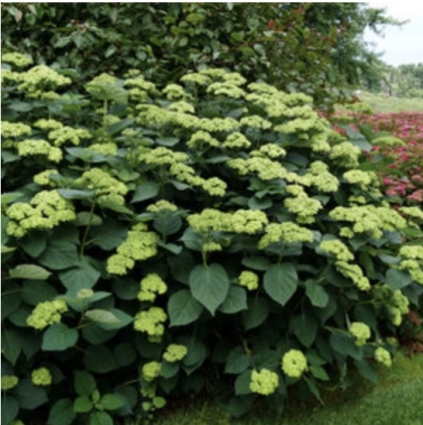 Invincibelle Sublime� Hydrangea 3-5G
