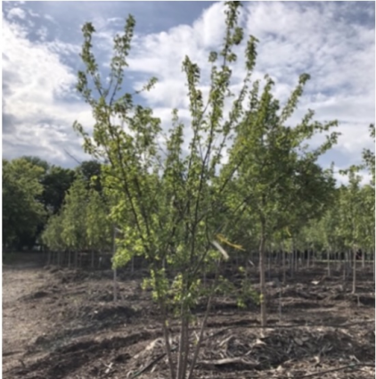 Flame Amur Maple Clump 25G