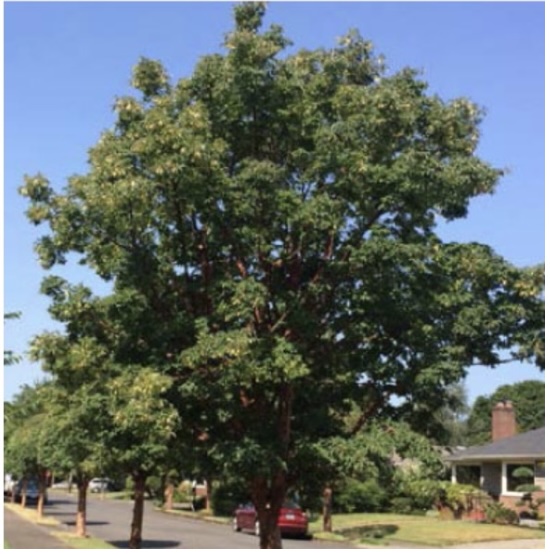 Paperbark Maple 20G