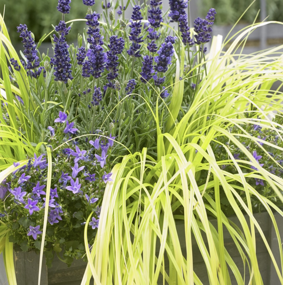 EverColor Carex 1G