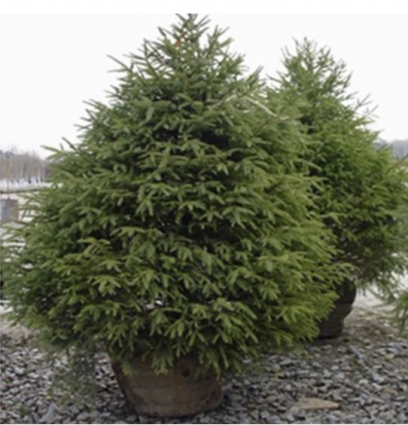 Serbian Spruce 20G