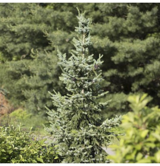 Bruns Serbian Spruce 5'