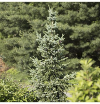 Bruns Serbian Spruce 5'