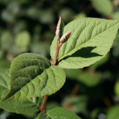 VIBURNUM, JUDDI (FRAGRANT) 7 GAL