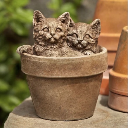CATS, SPROUTS 8#
