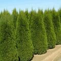 ARBORVITAE, EMERALD GREEN 5 GAL