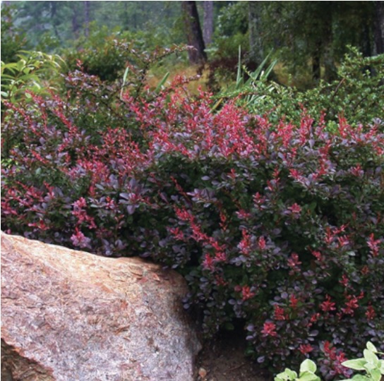 Crimson Pygmy Barberry 3-5G